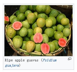 芭乐和番石榴与石榴的区别,番石榴和芭乐有什么区别和功效