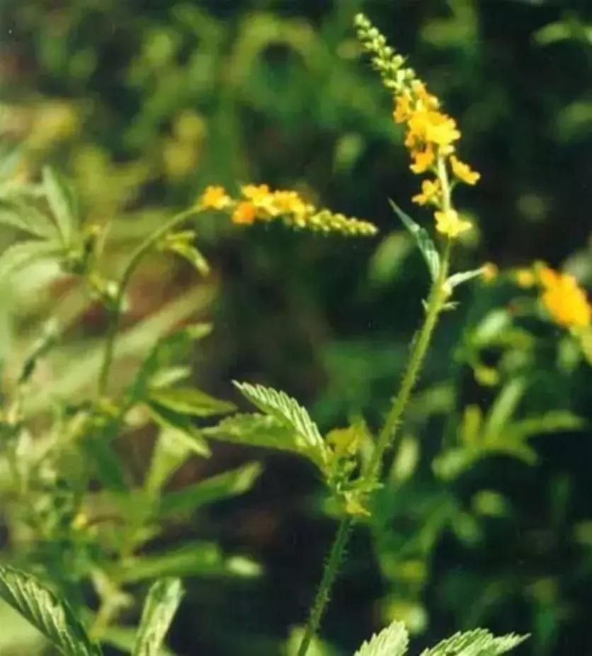 仙鹤草一天一味中药,每日一药中药仙鹤草