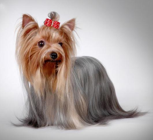 世界上一百种狗的图片,世界十种名贵狗