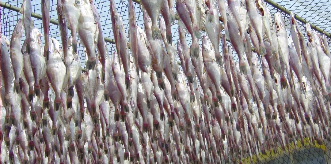 海鲜加工青岛什么鱼清蒸好吃,晒干日照海鲜正宗做法