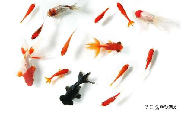 养鱼不养金鱼怎么办,养金鱼不换水古法养鱼