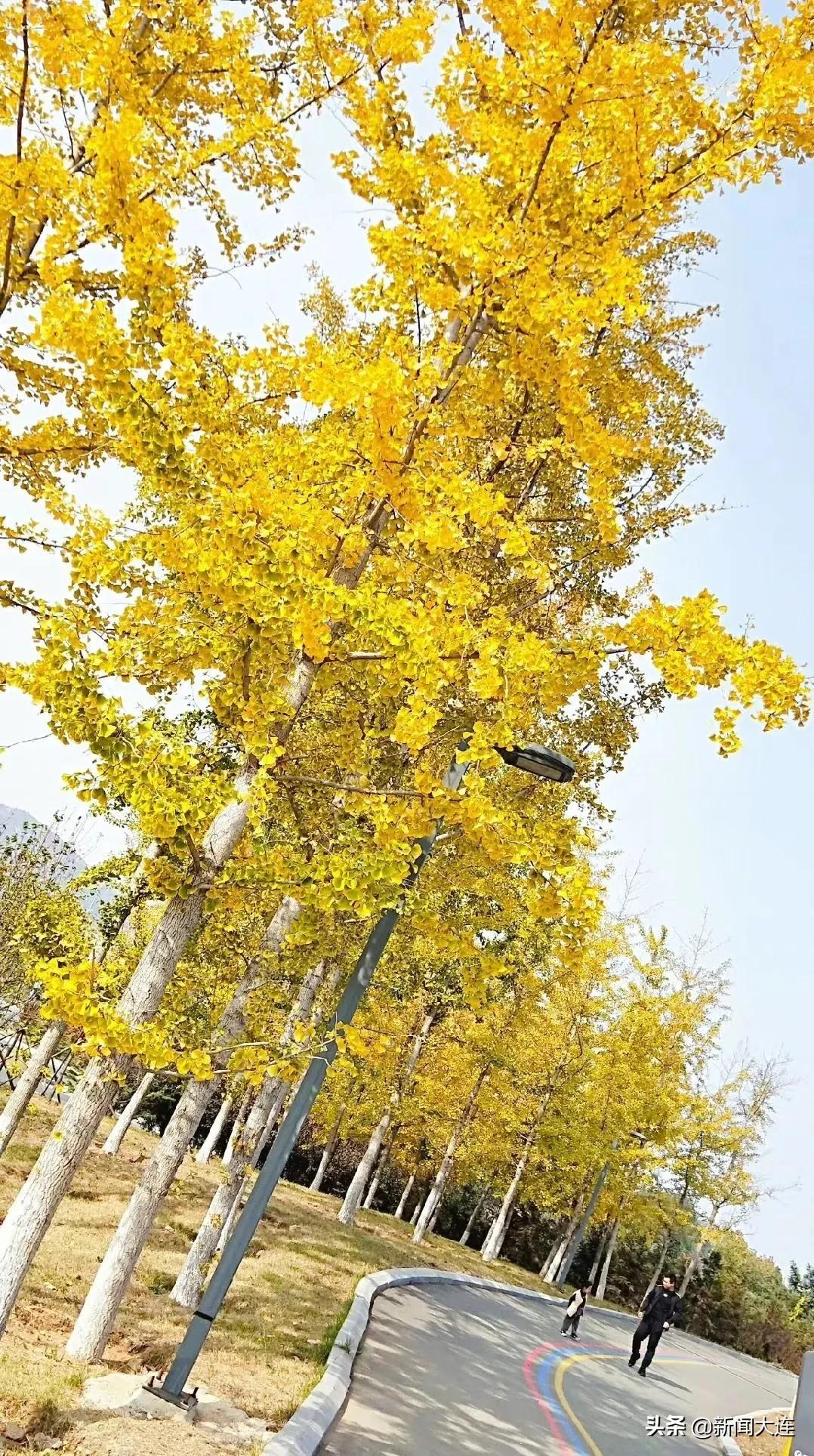 大连赏秋免费的地方,大连赏秋打卡地