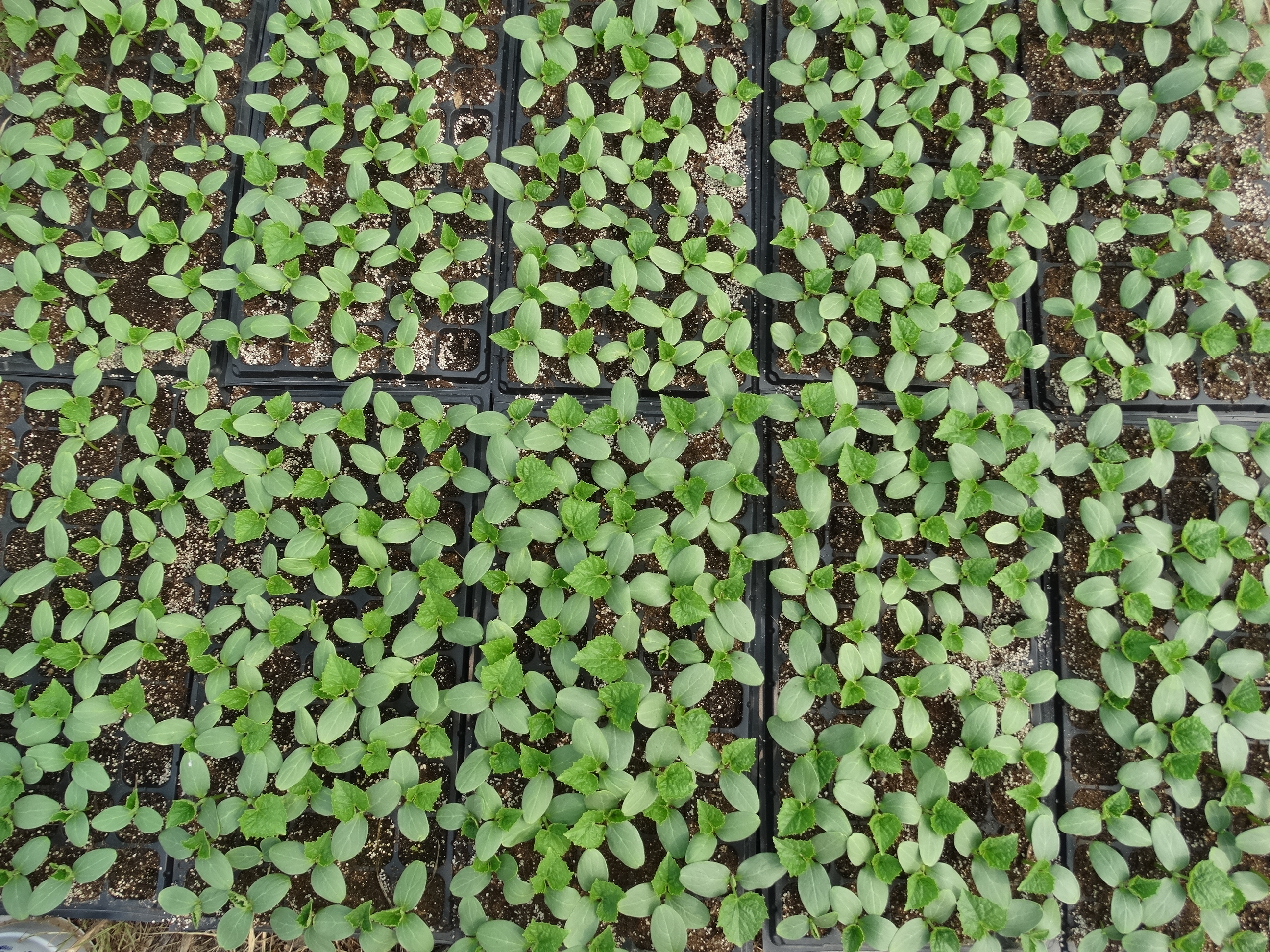 种子播种怎么才能整齐,如何播种才能出苗