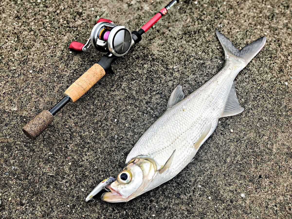 新手路亚钓鱼入门应该钓什么鱼,钓路亚新手必须知道的知识