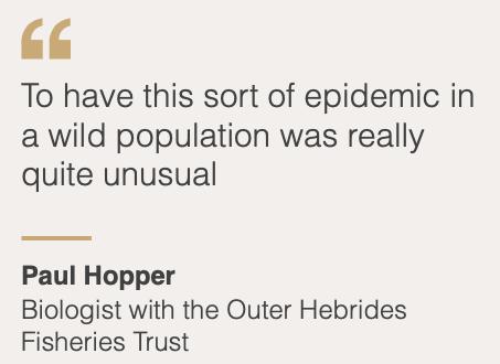 “最毒僵尸鱼”，外媒曝挪威三文鱼养殖乱象，看完胃不好了