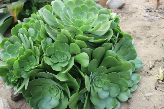 常见100种多肉玉龙观音,养了2年的多肉植物竟然是假的