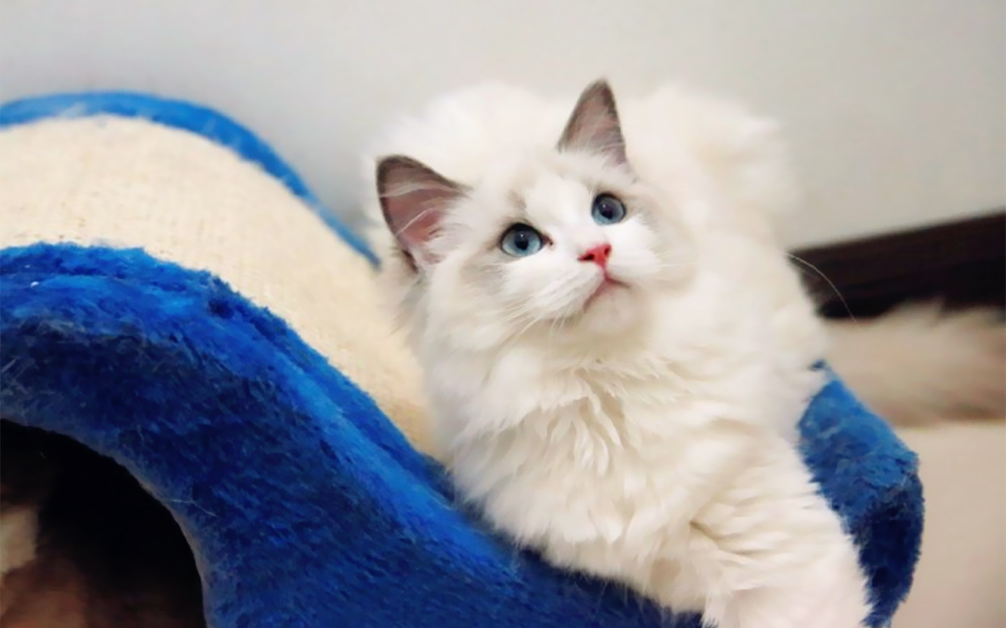 猫咪如果得了猫藓该怎么办,猫咪得了猫癣不让抹药怎么办