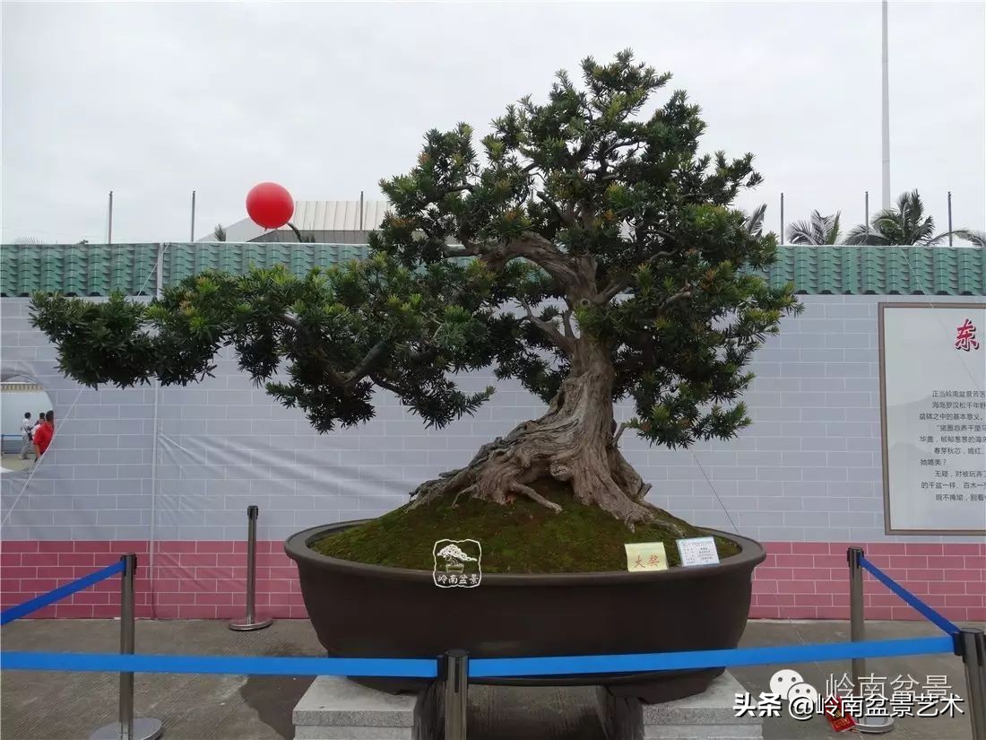 开运招财，非其莫属！清风雅韵，当之无愧！