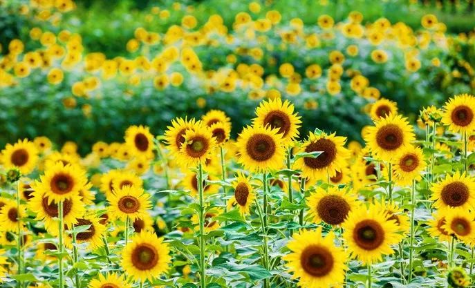 太美了开往春天的列车,这些开往春天的列车简直美呆了