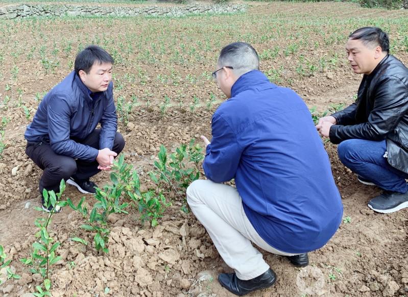 同心奔小康·柞水行|“山茶娃”凝聚浓浓“山海情”