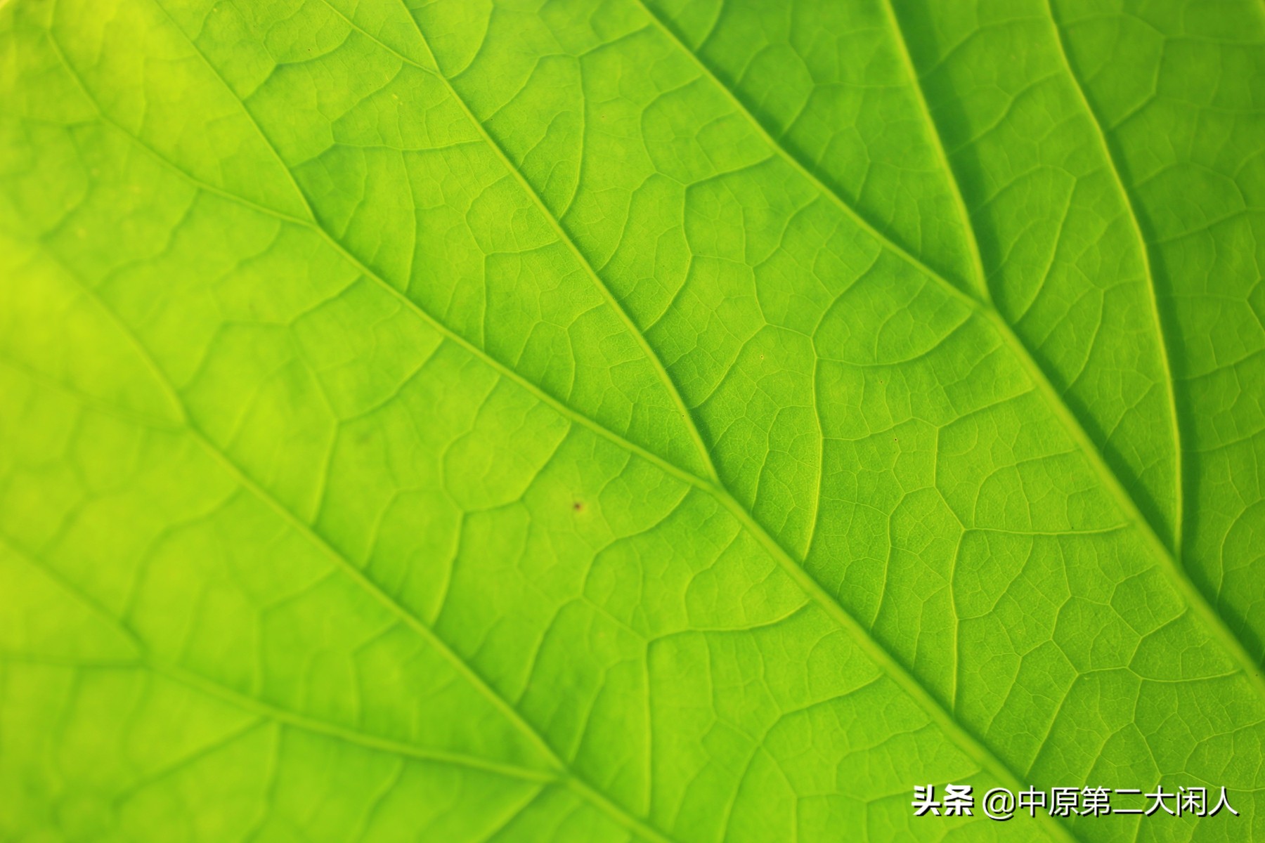 郑州中牟县雁鸣蟹岛,河南郑州市中牟雁鸣蟹岛景区