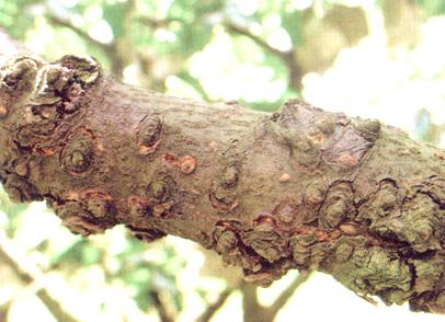 现在梨树用什么药防治病虫害,夏天梨树上挂瓶什么药防治病虫害