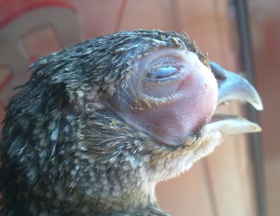 解决各种养殖过程中的霉菌问题,十大养殖病害排行