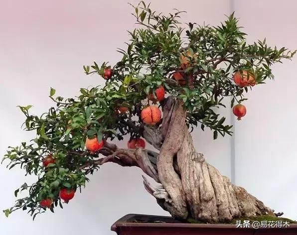 石榴盆景教程,石榴盆景养护小视频