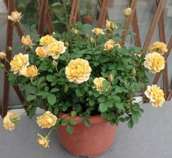 盆栽用什么土不烂根,盆栽土板结用什么水