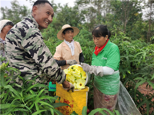 丰收啦！巢湖80亩黄蜀葵开出致富花