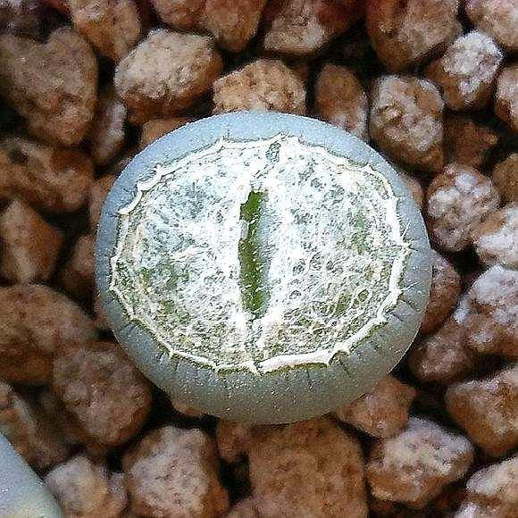 多肉徒长了砍头不用发芽机可以吗,多肉生石花徒长怎么办