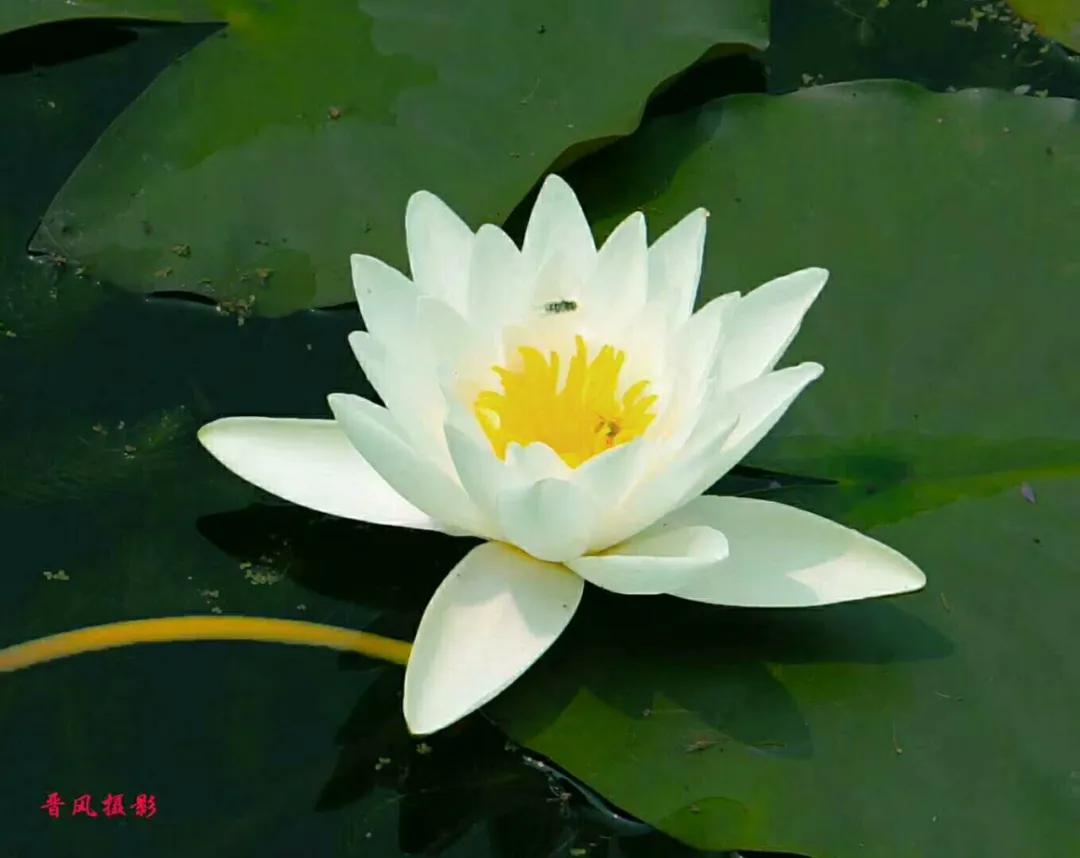 小楼听雨诗刊写女同学的诗,小楼听雨诗刊