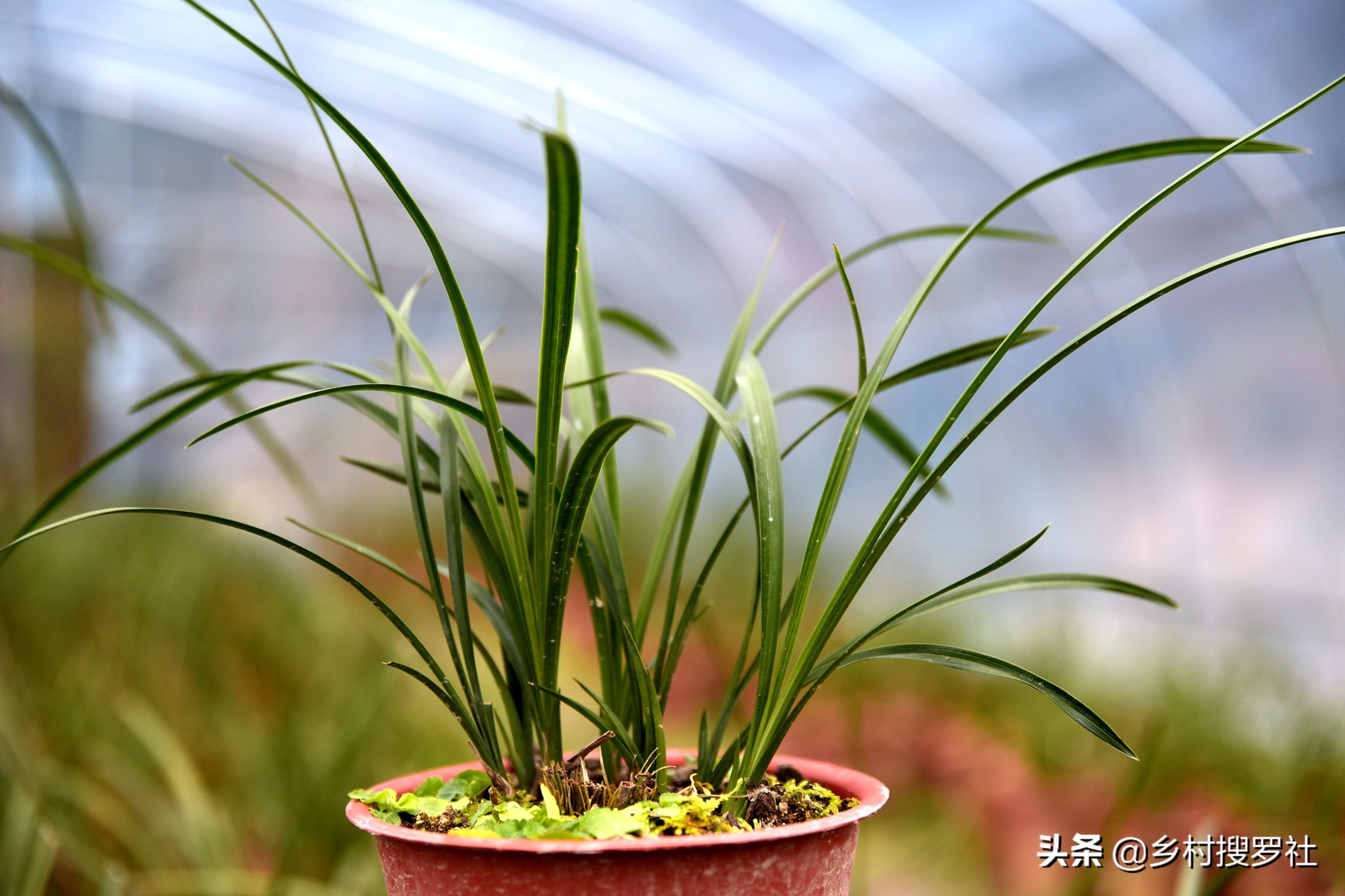 如何防止兰花生根发芽的方法,如何让兰花多发芽