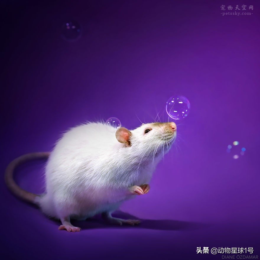 小老鼠也能成为宠物,小老鼠可以养吗