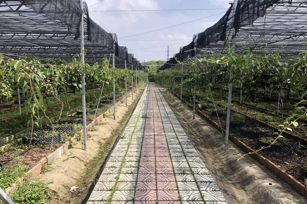 江阴哪里有猕猴桃,江阴猕猴桃