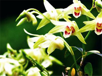 单方精油护肤正确使用方法,熏衣草单方精油正确用法