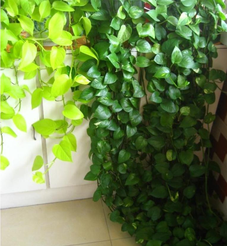 净化空气甲醛最怕的十种花,可以开花净化甲醛的盆栽