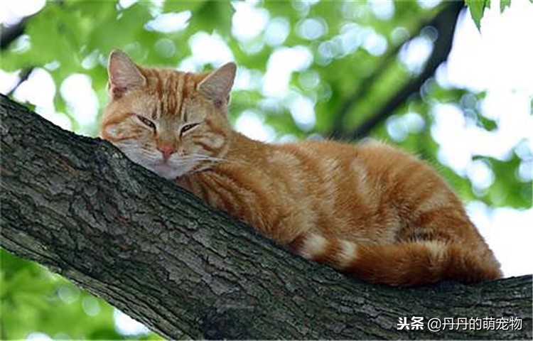 猫咪瘦了是什么原因,猫咪各方面正常但是越来越瘦