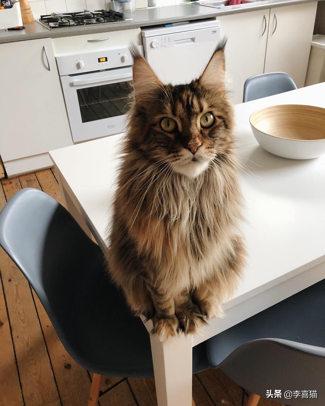 辟谣猫咪真的没有九条命,辟谣猫咪