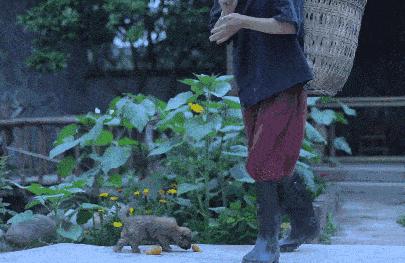 广州增城保利小楼大院,广州保利小楼大院别墅