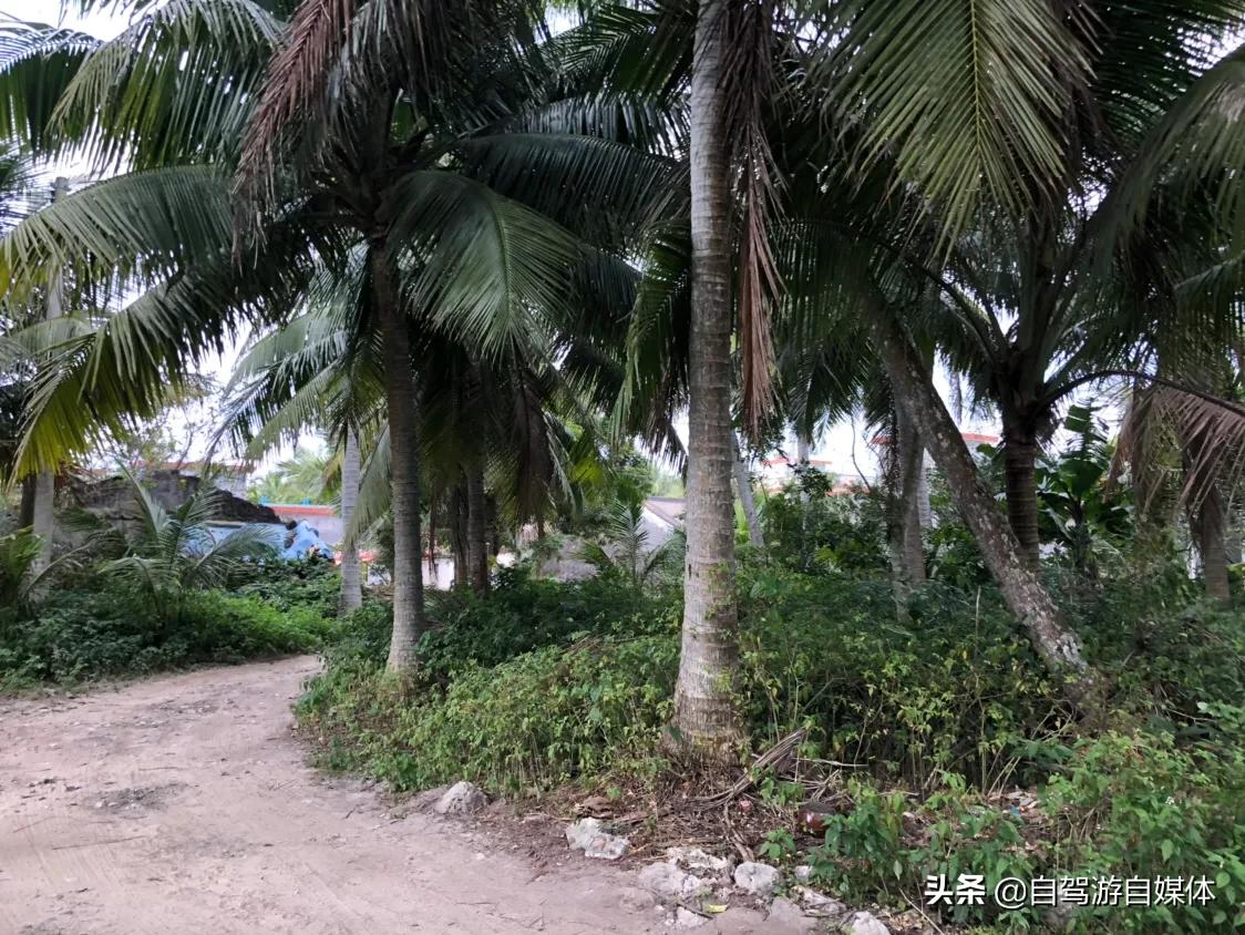 东郊椰林青椰,海南省东郊椰林树影