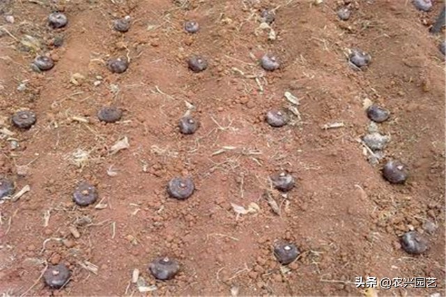 高产魔芋普通魔芋有什么不同,魔芋怎么种植才能高产