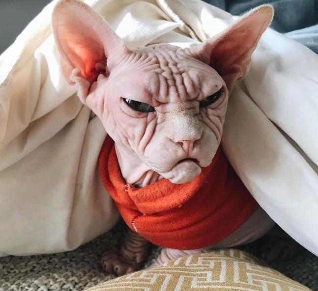 为什么喜欢斯芬克斯猫,斯芬克斯猫亲近人吗