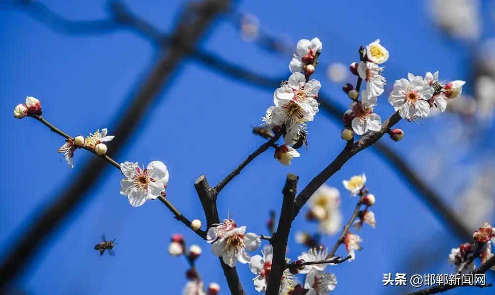 邯郸西部“咽喉”隧道通车！滴滴出行，下架！张陶，停职！7月5日邯郸新闻早报