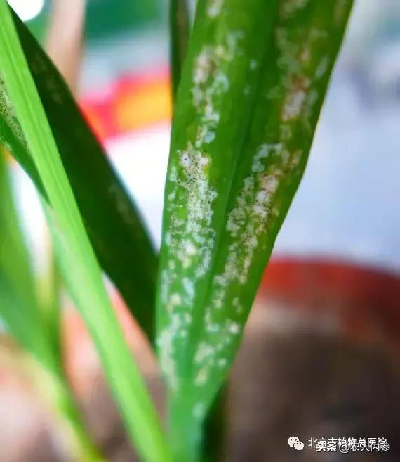 只见白斑不见虫,原来是蓟马来危害