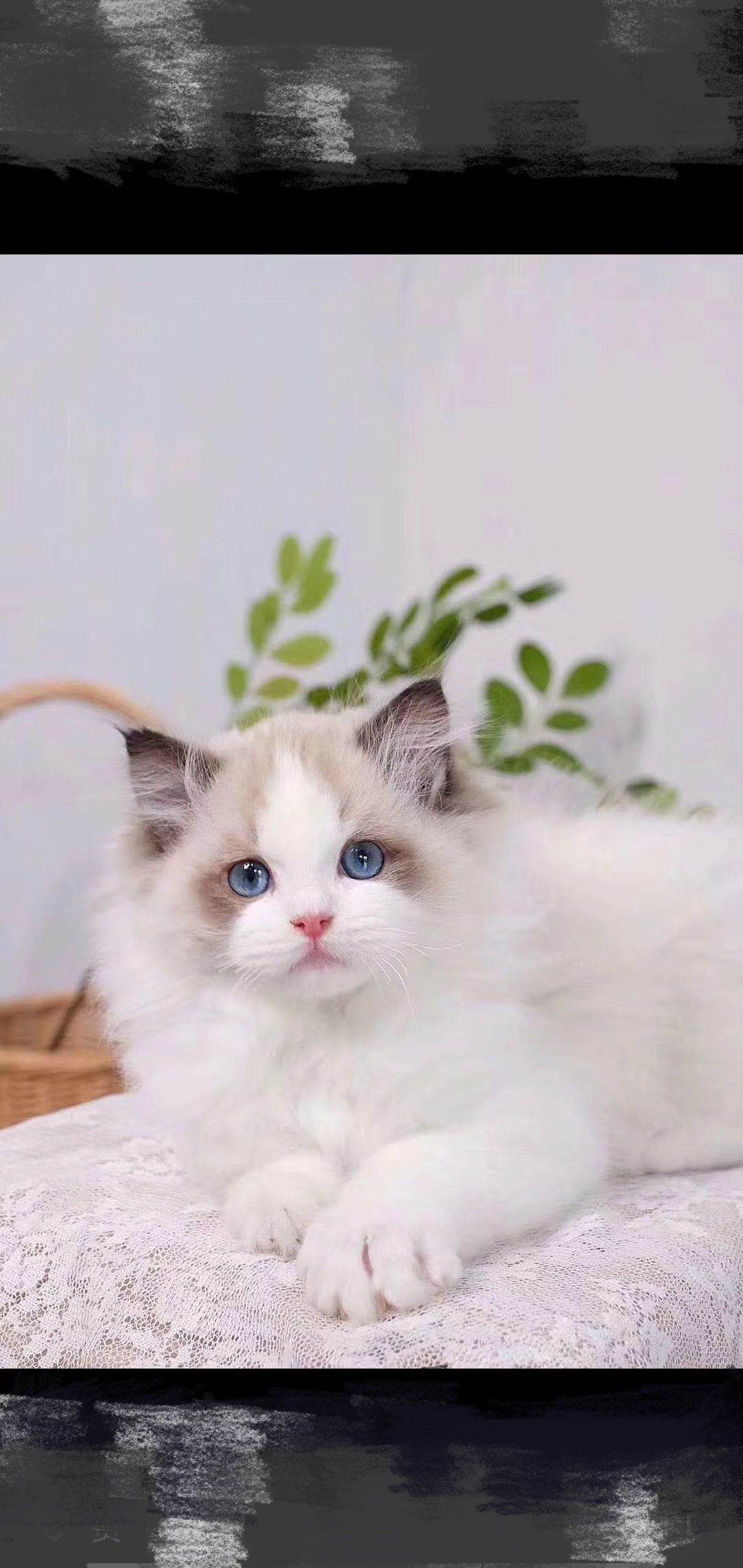 后院猫是什么,后院布偶猫什么意思