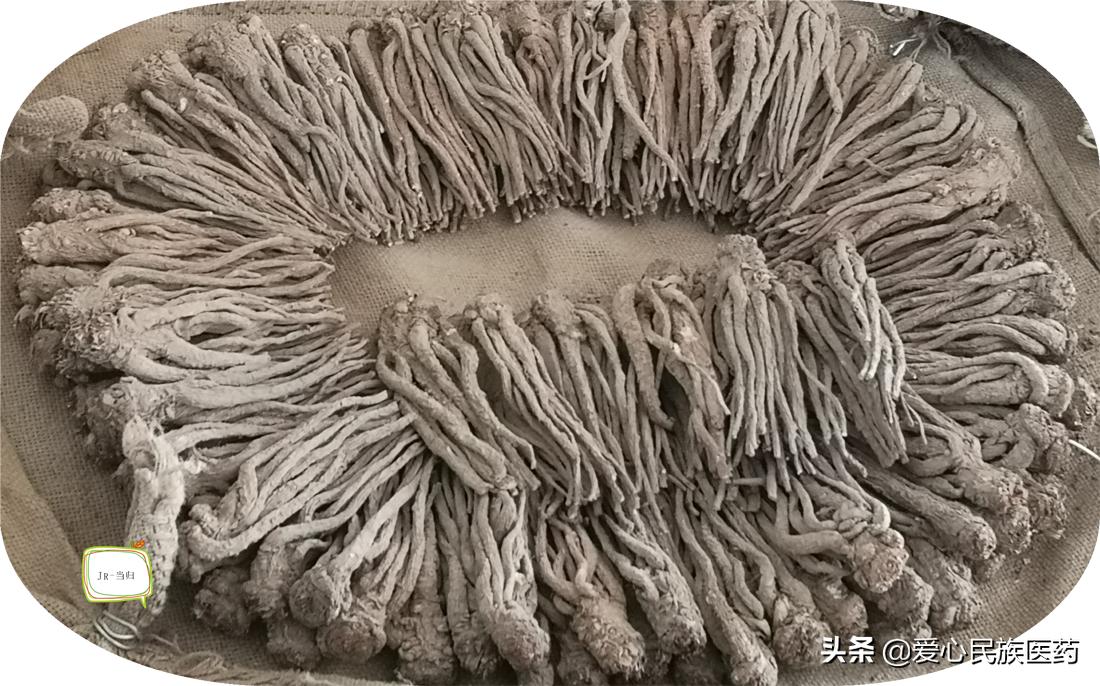 中华医药妇科圣药视频,当归对妇科的功效与作用