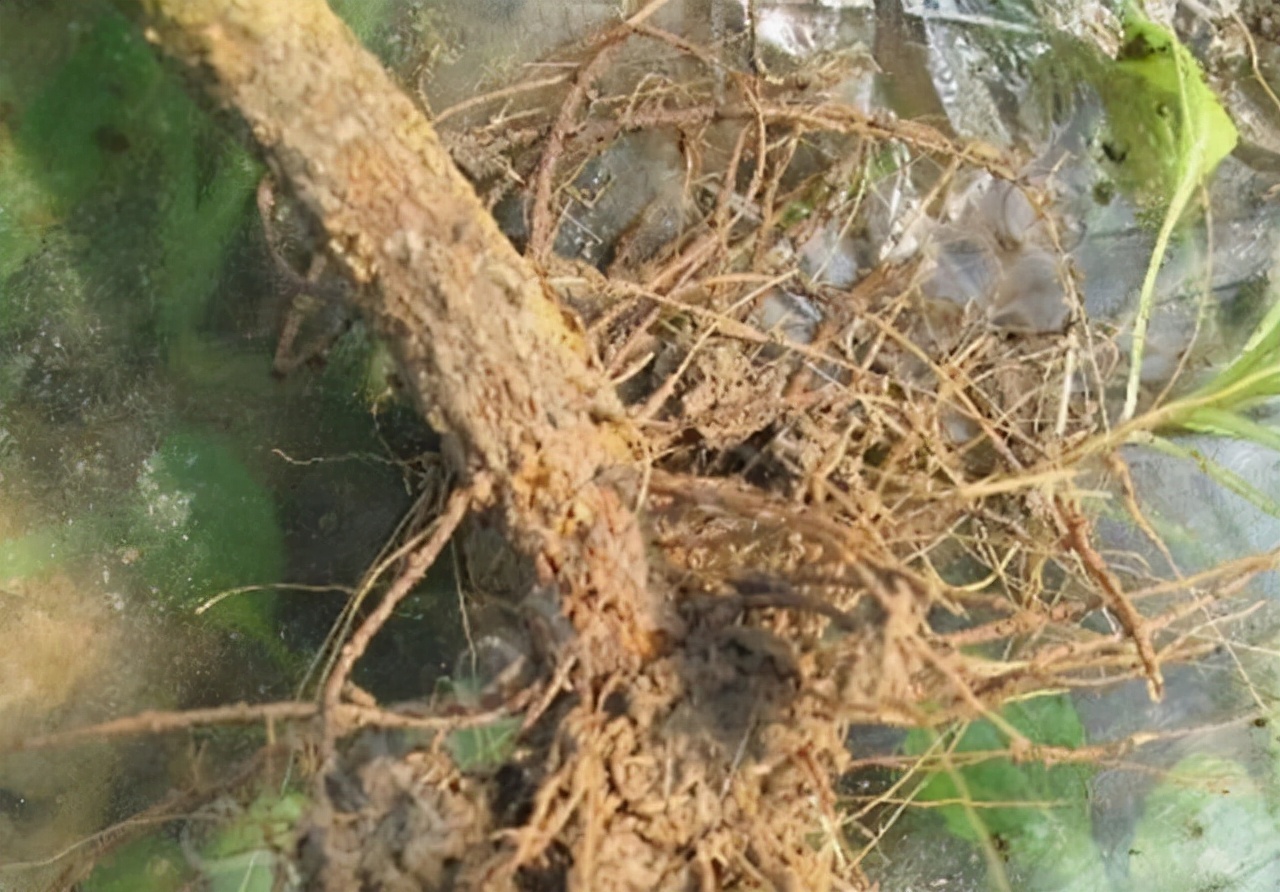 柑橘根部烂根怎么回事,柑橘防治黄叶烂根用什么农药