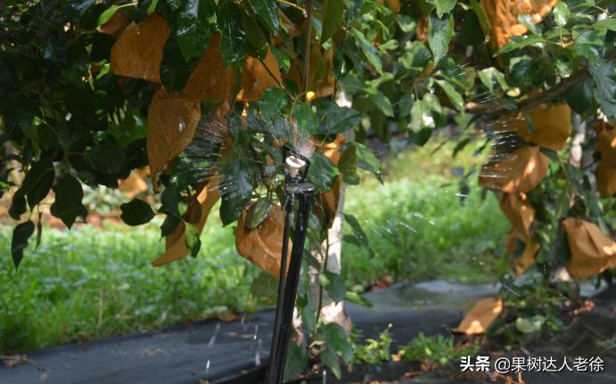 苹果矮化栽培管理,苹果矮化栽培的原理