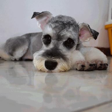 养纯种还是混血狗,养纯种狗