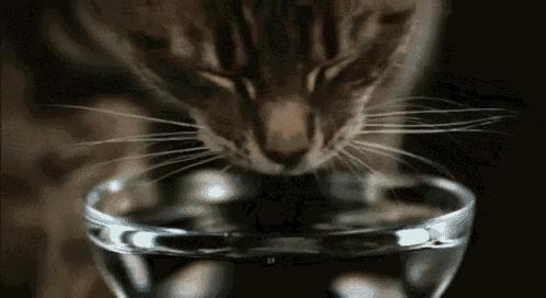 养猫这么多年你怎么连碗都摆不对 (养猫省钱妙招猫碗)