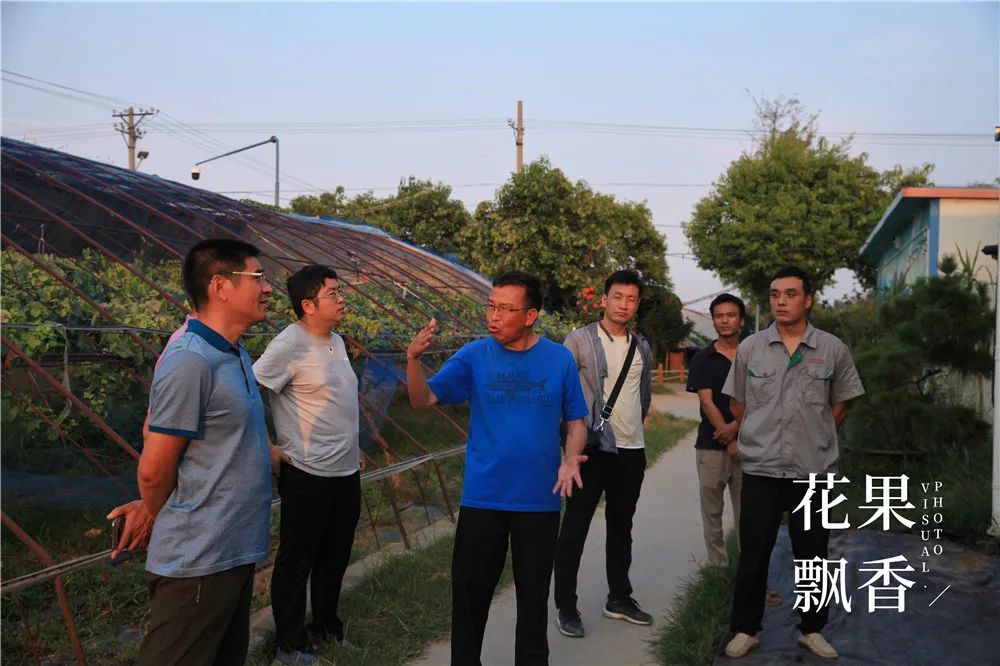 阳光玫瑰葡萄哪里最好种,种阳光玫瑰葡萄前景怎么样