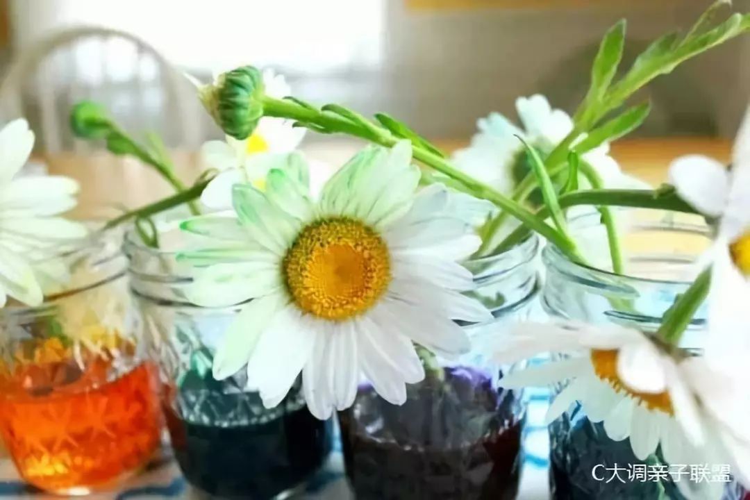 科学实验好奇心,科学入门小实验