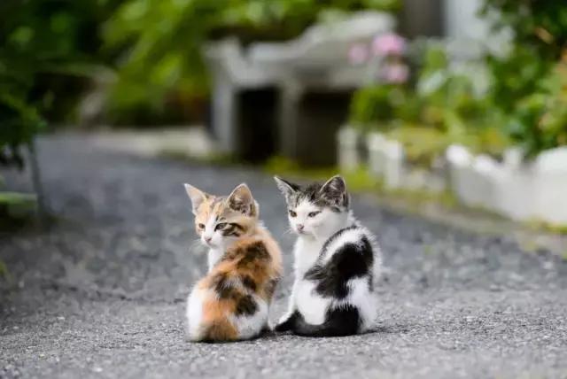 遇见流浪动物怎么办,遇见流浪狗怎么救助