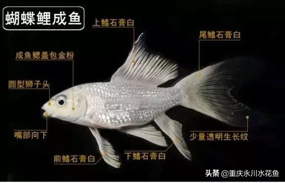 普身蝴蝶鲤和龙凤锦鲤的区别,龙凤锦鲤和蝴蝶锦鲤哪个更贵