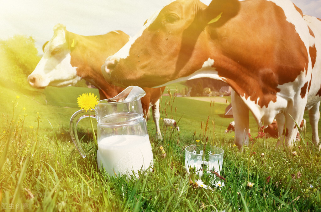 提高奶牛产奶量的关键时期,提高奶牛受孕率的措施