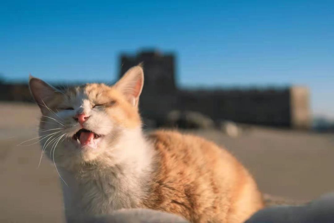 秦皇岛这只网红猫日常“巡逻”你见过吗？岛上还有这些撸猫好去处~