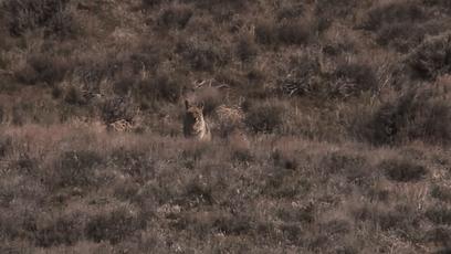 真正的狼灭：美国农场主一夜*击狙**45只郊狼，全套黑科技开挂了