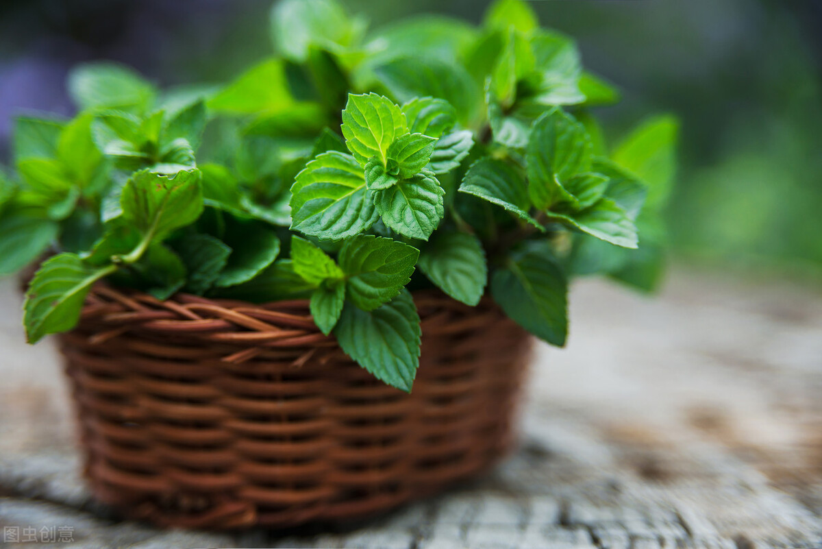驱赶蚊虫最好养的植物,家里蚊子太多防蚊虫的花草