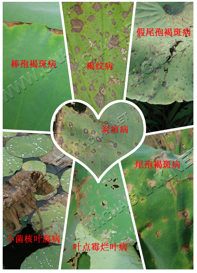 莲藕叶斑病什么药效果最好,莲藕叶斑病怎么治